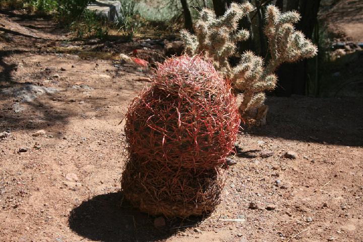 2- Calico 0023.JPG